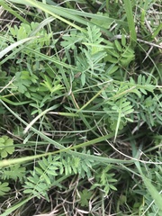 Vicia ludoviciana