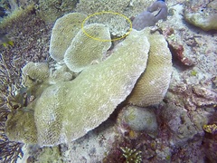 Dascyllus reticulatus