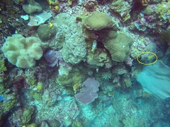 Neoglyphidodon nigroris