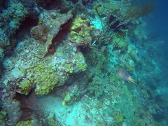 Amblyglyphidodon leucogaster