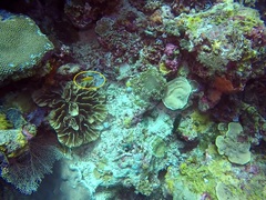 Pomacentrus moluccensis