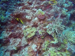 Amblyglyphidodon aureus