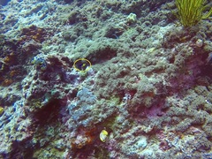 Pomacentrus auriventris