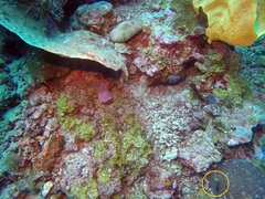 Pomacentrus nigromanus