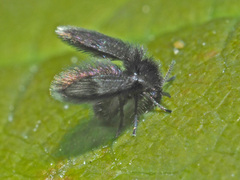 Psychodinae
