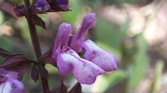 Salvia carnea