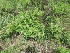 Ozoroa
