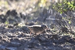 Zonotrichia atricapilla