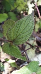 Salvia carnea