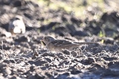 Zonotrichia atricapilla