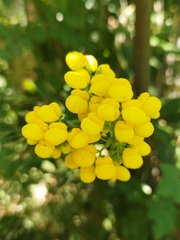 Calceolaria integrifolia
