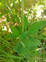 Calceolaria integrifolia