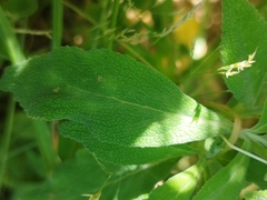 Calceolaria integrifolia