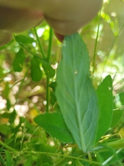 Calceolaria integrifolia