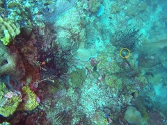 Coradion chrysozonus