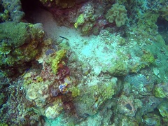 Labroides dimidiatus