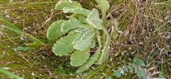 Senecio selloi