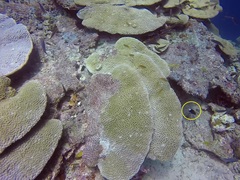 Pycnochromis margaritifer