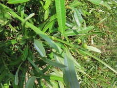 Ozoroa