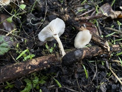 Clitocybaceae