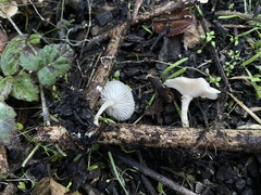 Clitocybaceae