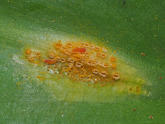 Puccinia allii
