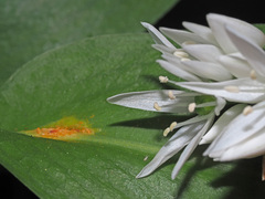 Puccinia allii