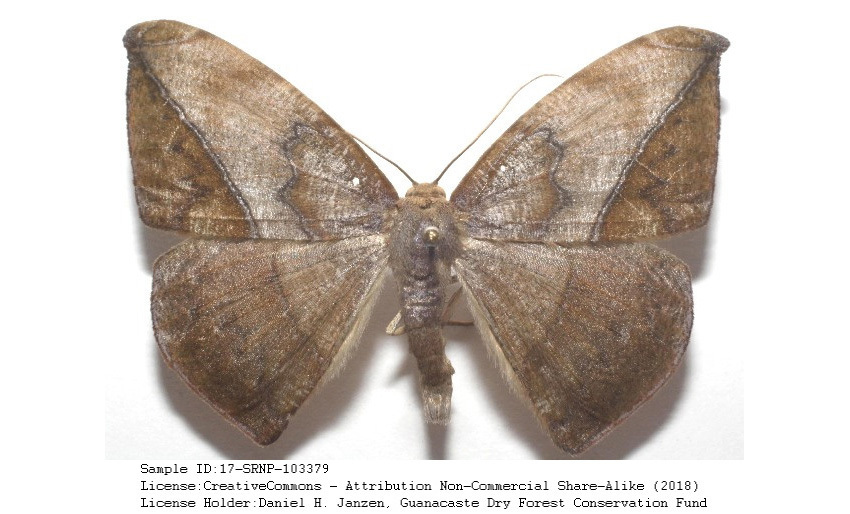 Oxydia affinis