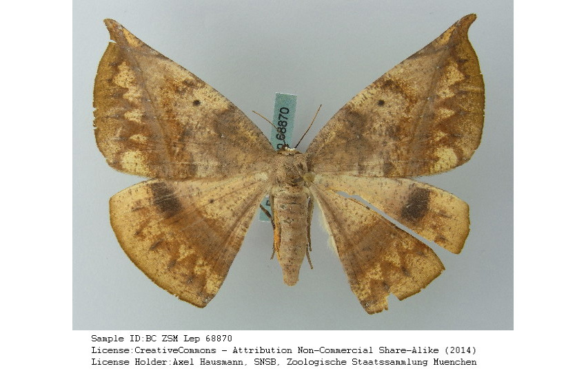 Oxydia gueneei