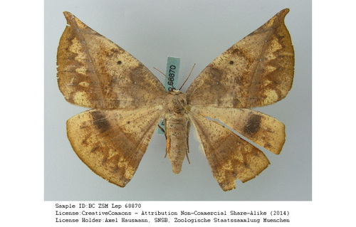 Oxydia gueneei