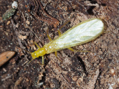 Alloperlini