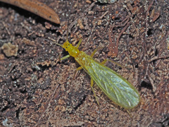 Alloperlini