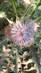 Cirsium ehrenbergii
