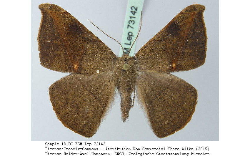 Oxydia insolita