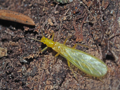 Alloperlini