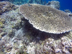 Chaetodon trifascialis