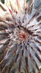 Cirsium ehrenbergii