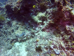 Chaetodon kleinii