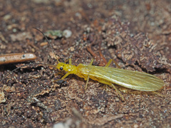 Alloperlini