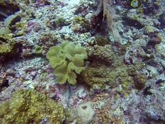 Chaetodon melannotus