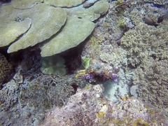 Ctenochaetus striatus