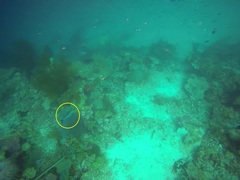 Monotaxis grandoculis