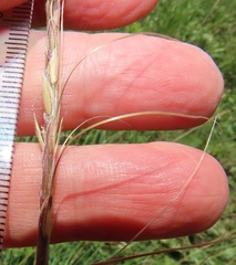 Urelytrum agropyroides