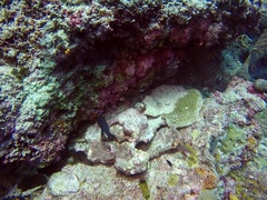 Pseudanthias huchtii