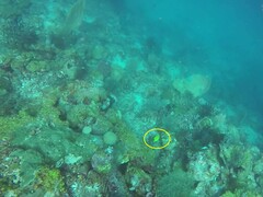 Apolemichthys trimaculatus