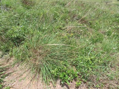 Urelytrum agropyroides