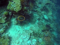 Pygoplites diacanthus