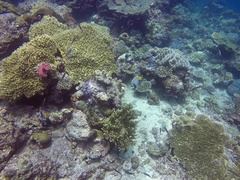 Pomacanthus imperator