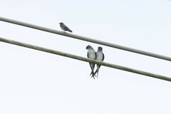 Hemiprocne longipennis