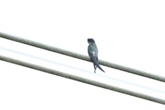 Hemiprocne longipennis